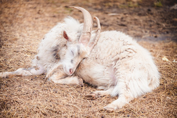Beautiful white goat with big horns rests on the territory of the zoo.
