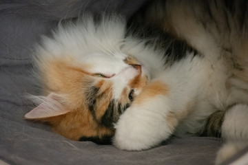 Portrait of a sleeping long hair cat