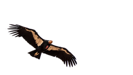 California condor soaring over Zion National Park