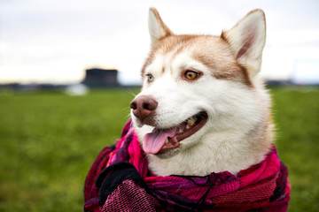 Profile husky with light red color with colorful eyes wears a warm scarf. Close-up portrait of dogs muzzle. Walking pet in autumn. Horizontal shot of animal