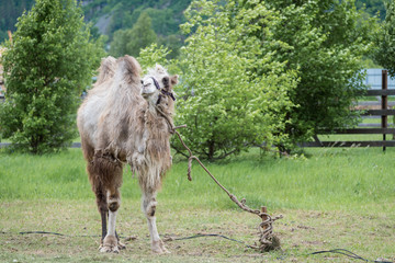 Unhappy twohumped camel with warm wool on leash in mountain zoo.