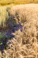 Image with ears of corn.