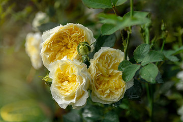 yellow flowers in the garden. Beautiful large  tea roses on a bush