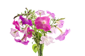 Bouquet of pink petunias