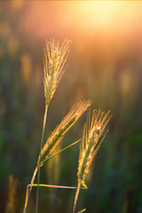 Image with ears of corn.