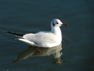川を泳ぐユリカモメ