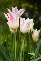 Tulip, Tulipa