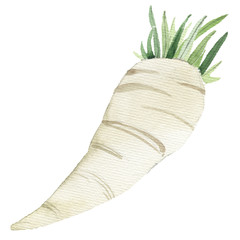 Crispy red radishes and white daikon vegetables with sappy green leaves, for vegetarian food or agriculture theme, cartoon style