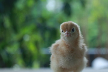 Chick in a feel chic