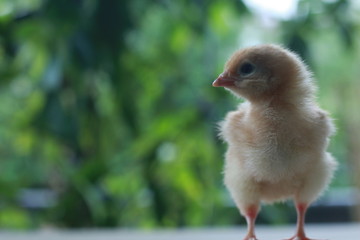 Chick in a feel chic