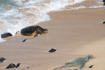 turtle on the beach