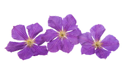 Clematis flower isolated