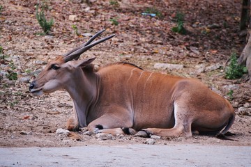 Lying or sitting Common Eland, Eland, Southern eland, or Eland antelope (Taurotragus oryx).  Selective focus, blurred foreground and background.
