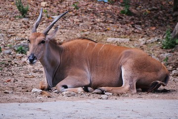 Lying or sitting Common Eland, Eland, Southern eland, or Eland antelope (Taurotragus oryx).  Selective focus, blurred foreground and background.
