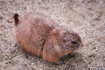 Lying Prairie Dog (barking squirrel).  Selective focus, blurred foreground and background.