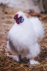 White silkie / silky chicken. Selective focus, blurred foreground and background.
