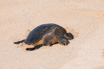 Green sea turtle on the beach