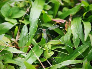 Closeup / macro shot of the crane fly or daddy longlegs insect, selective focus. - obrazy, fototapety, plakaty