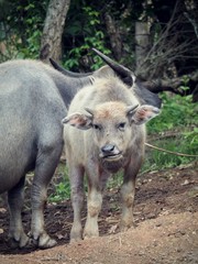 Young Asian water buffaloes in a remote village of Thailand, selective focus.  The buffalo is also a symbol of stupidity, foolish, stubborn, and persistent in Thai proverb.