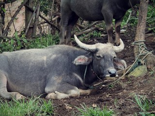 Asian water buffaloes were lying in a remote village of Thailand, selective focus.  The buffalo is also a symbol of stupidity, foolish, stubborn, and persistent in Thai proverb.