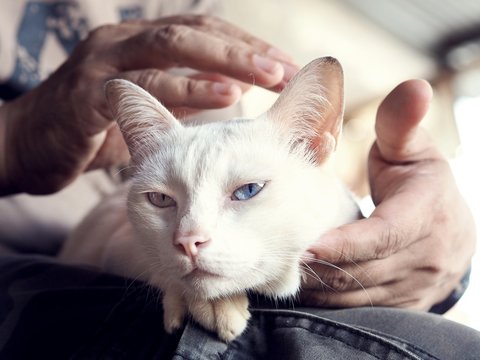 Portrait of Rare Purebred Thai Pure White Cat with Odd Eyes (Bright Blue and Yellow) Lying on The Owner's Lap, Selective Focus and Blurred Background.