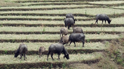 A Group / Herd / Family of Asian Water Buffaloes in a Paddy Field  in Rural Area of Thailand (Motion Blurred).  The Buffalo Is Also A Symbol of Stupidity, Foolish, Stubborn, and Persistent in