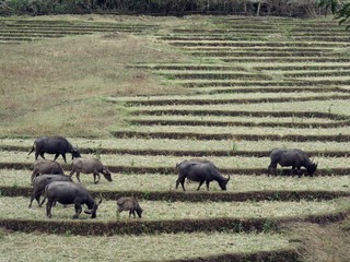 A Group / Herd / Family of Asian Water Buffaloes in a Paddy Field  in Rural Area of Thailand...