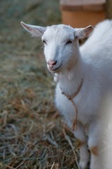 Fototapeta premium goat on a meadow