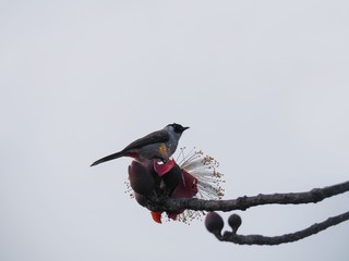 Closeup Shot at A Beautiful Sooty-Headed Bulbul Bird (Pycnonotus Aurigaster) Standing on A Red Bombax Flower (Bombax Insigne Wall or Bombax Scopulorum), Isolated on WhiteSky with Copy Space for Text.