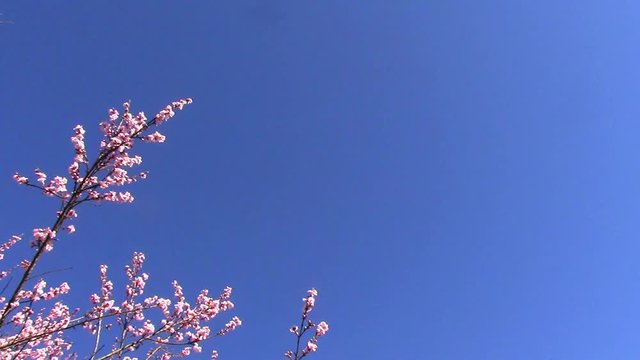 Peach blossoms against a brilliant blue sky