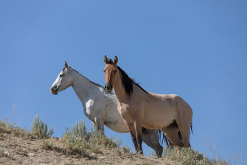 Obraz premium Sand Wash Basin Colorado Wild Horses in Summer