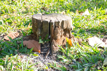 Large tree that has been cut