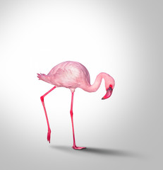 Obraz premium Pink flamingo isolated
