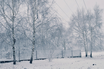 Winter trees landscape