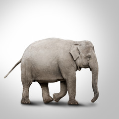 Obraz premium Walking elephant isolated