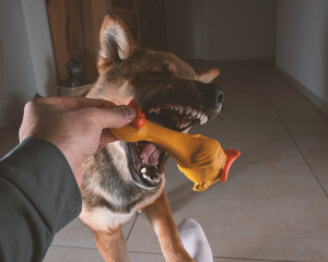 games and teeth with his puppy, Shiba inu