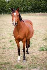 Fototapeta premium ein Pferd auf einer Koppel Weide