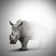 A white rhino on grey background