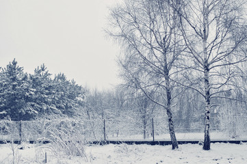 Winter trees landscape