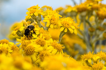 Jacobaea vulgaris in Saint Malo