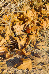 pile of fallen autumn brown dry sycamore leaves