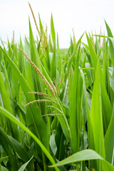Details Detailaufnahme von Maispflanzen auf einem Maisfeld