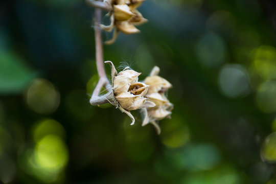 flower with spider web stuck in blurred background