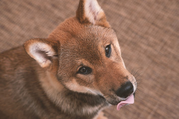 Shiba inu puppy, look and attention
