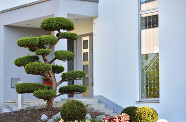 Beautiful curved big Bonsai tree in a flower bed against the background of a modern house in Europe