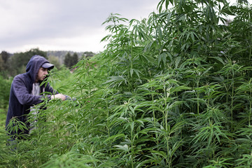 Naklejka na ściany i meble Man processing the marijuana in fields cannabis