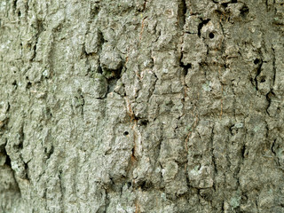 Closeup live tree bark texture. Front view wooden background