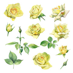 Set of watercolor yellow roses on a white background