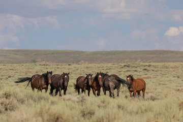 Sand Wash Basin Colorado Wild Horses in Summer