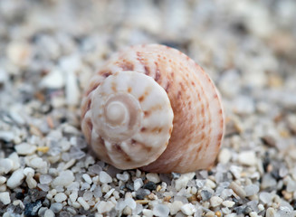 ein leeres Schneckenhaus auf feinen Kiesel